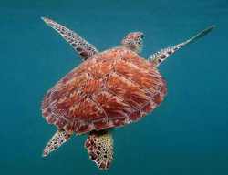 SeaTurtle-PhotoByChanChemuvil